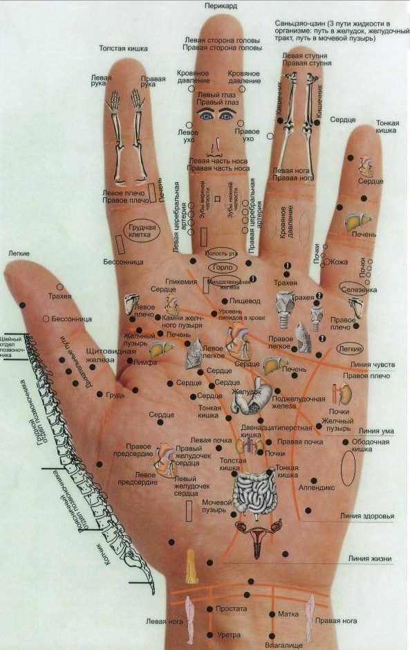 схема пальцев