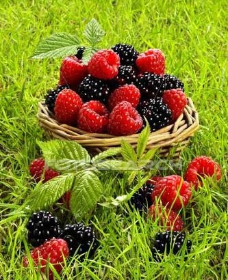 1330715721_rasberries-blackberrhghys-7-8-10
