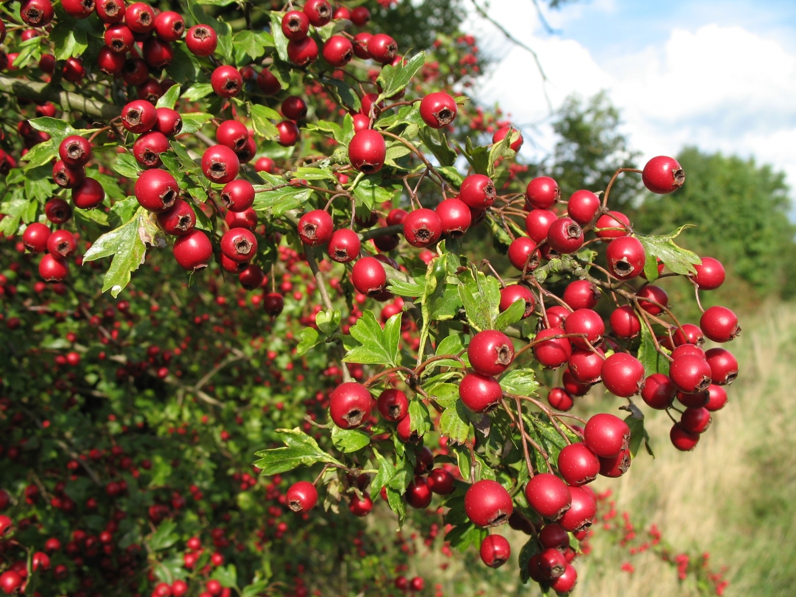 loads of bright red hawthorn berries