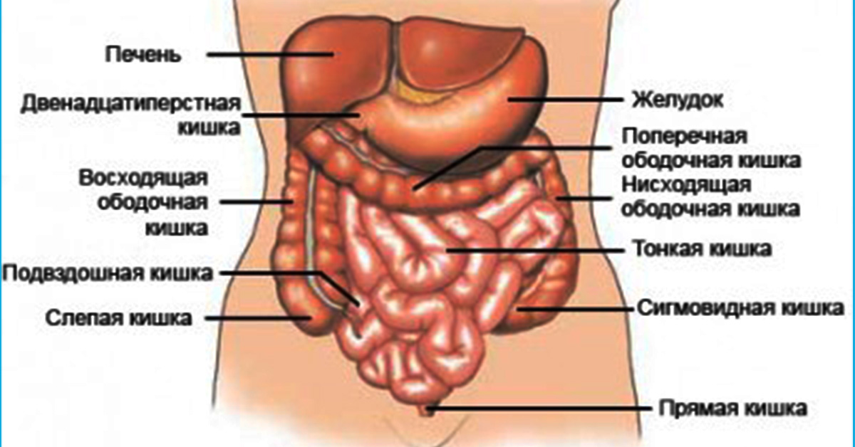 Расположение кишечника у женщин картинка с описанием фото с названиями