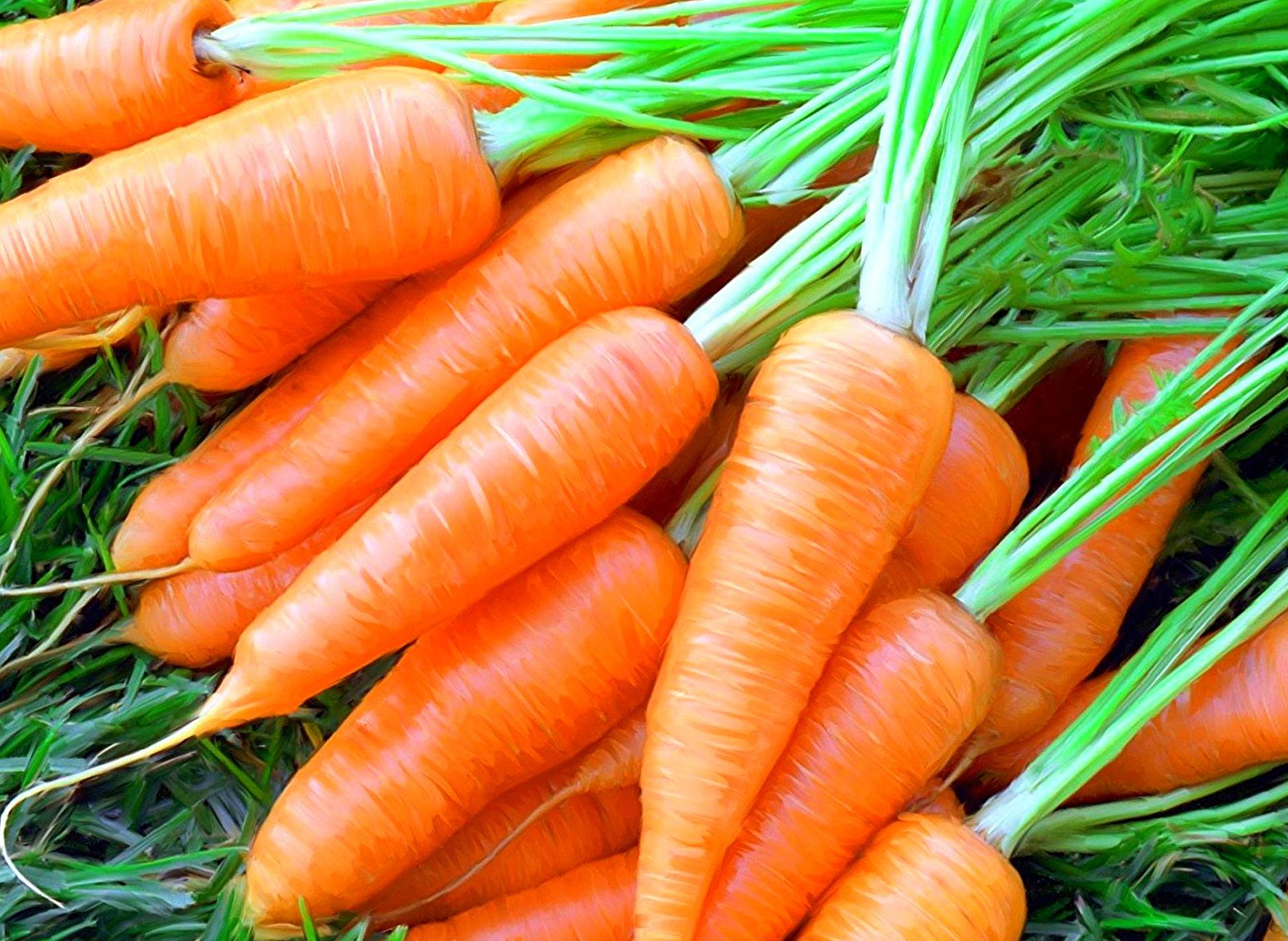 морковь+0603