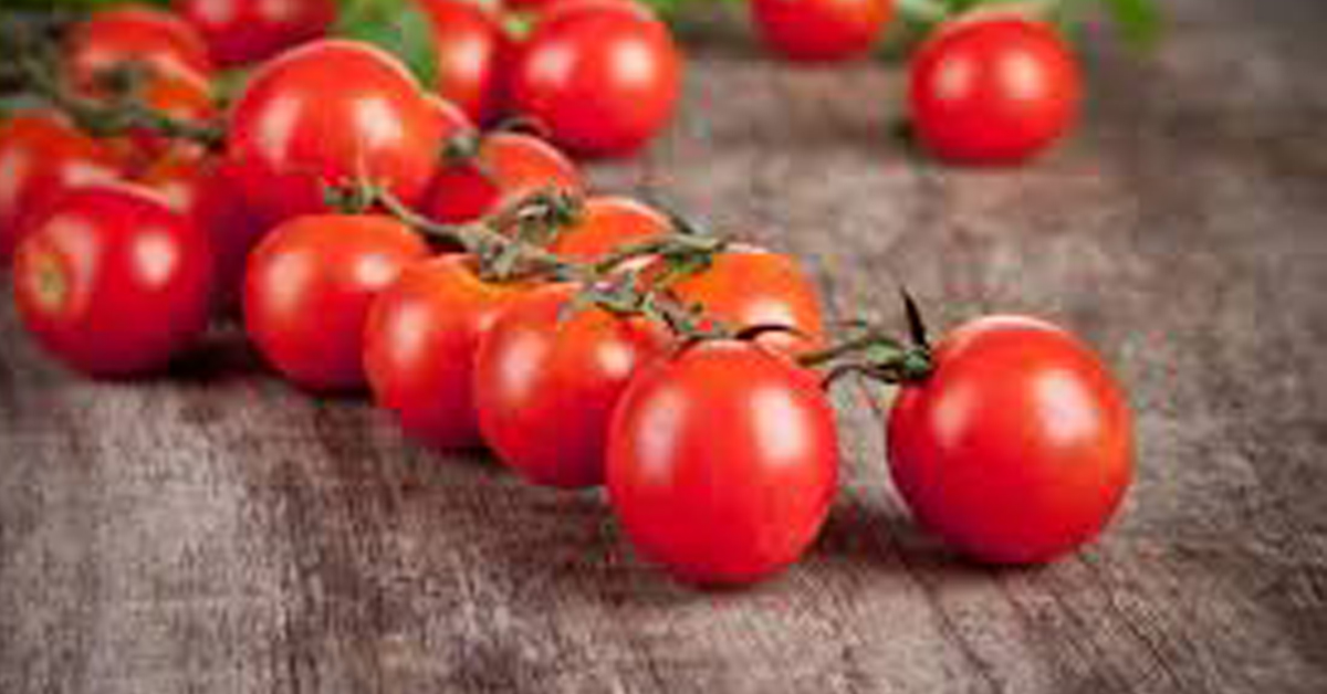 pomidor1_22072016