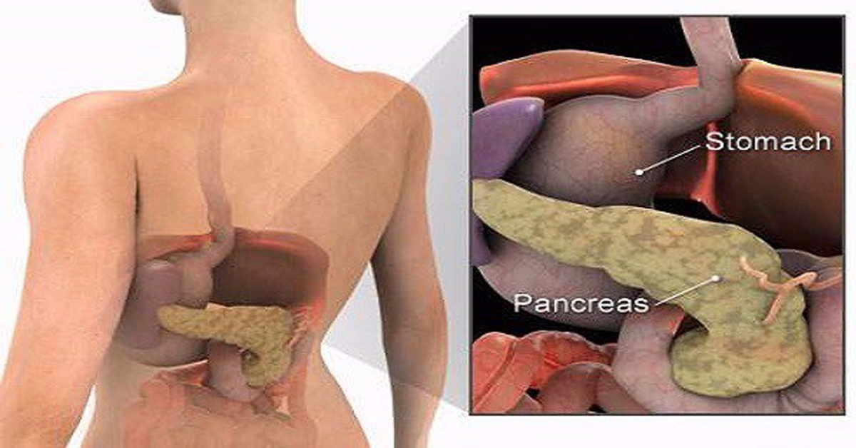 Панкреатит болит спина. Поджелудочная железа расположение. Расположение поджелудочной железы у человека. Расположение желудка и поджелудочной. Желчный пузырь и поджелудочная железа расположение.