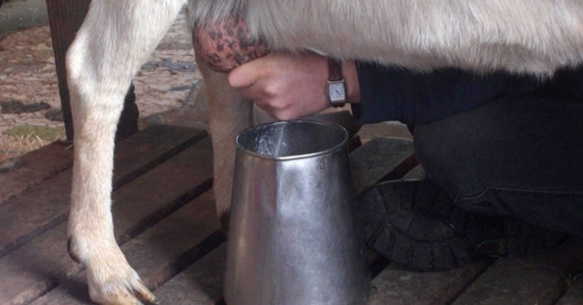 Козье молоко польза при ревматоидном артрите thumbnail